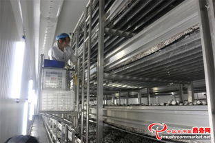 山東臨沂瑞澤農業科技 雙孢菇工廠化生產基地的技術咨詢與創新實踐