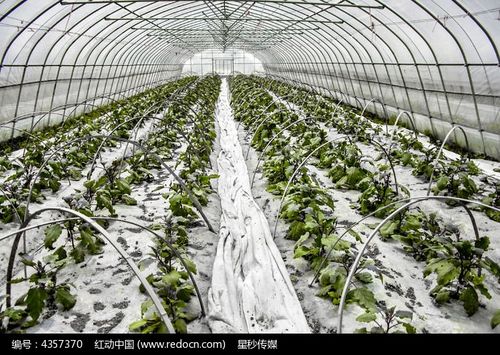農(nóng)作物種植的大暖棚內(nèi)景