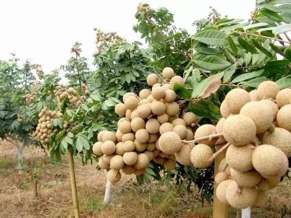 又一農產品滯銷種植戶賣不動消費者不買單農民直言虧錢