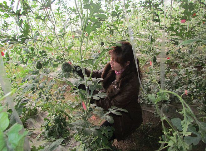 春分時節吳橋潑墨春管圖