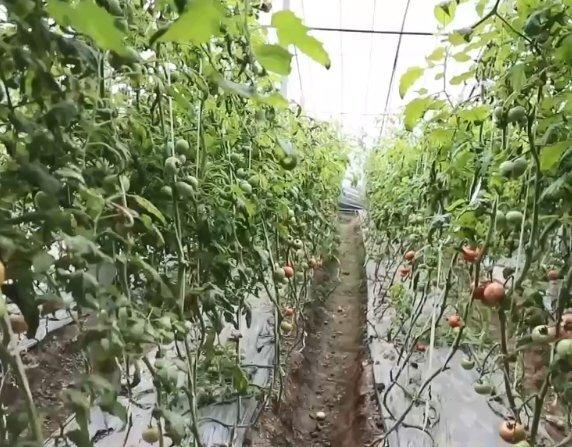鄉村振興看一線山東昌樂火山農產品種植規模達98萬畝實現農民增收12