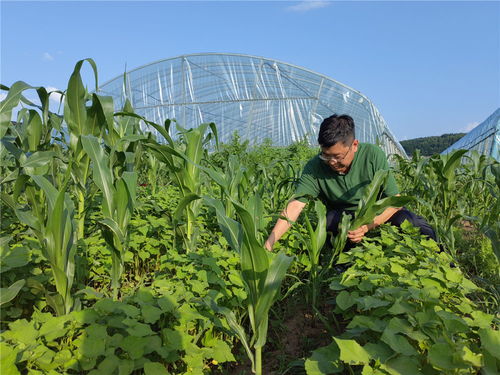 保護(hù)黑土 守好糧倉 來自東北 黃金玉米帶 的田野新觀察鳳凰網(wǎng)吉林 鳳凰網(wǎng)