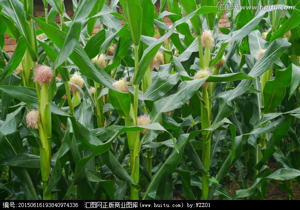 玉米種植,農作物,植物花草,攝影,匯圖網www.huitu.com