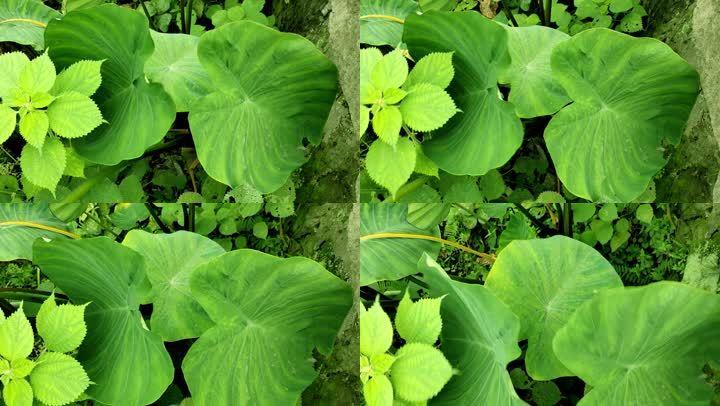 農民種植香芋農產品