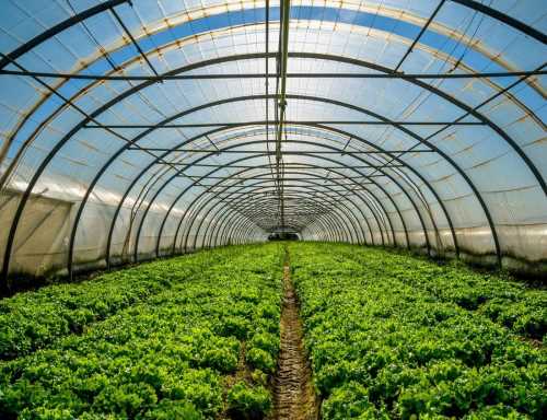 連棟大棚 溫室蔬菜大棚安裝 新鄉市日升農業大棚