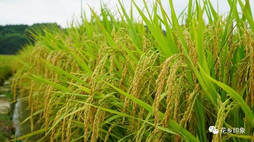 玉米地輪種旱稻 增產(chǎn)增收效益高