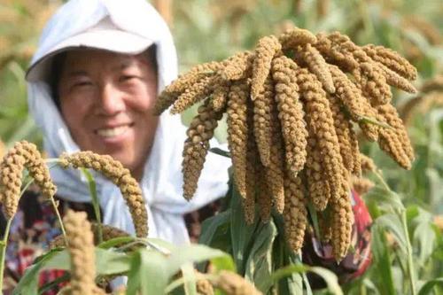 煙臺福山老官莊:整合土地400畝,做大做強優勢農產品