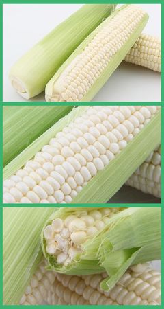 新鮮水果玉米棒超嫩甜白玉米_玉米_谷類_糧食作物_農產品種植_商城_中國易農網