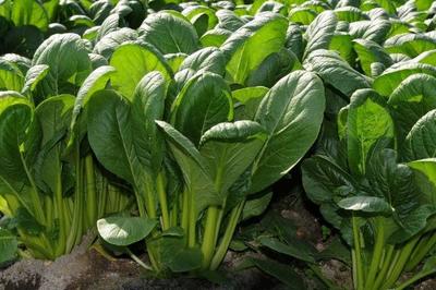 8月種植什么農(nóng)作物