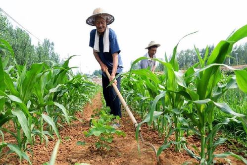 8月11號(hào)各地玉米價(jià)格走勢(shì)如下,那下半年會(huì)是怎樣呢