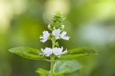 大爆發(fā)!大爆發(fā)!植物工廠:國(guó)外很火,未來(lái)農(nóng)業(yè)方向