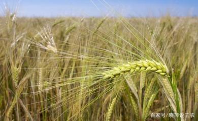 農(nóng)業(yè)種植技術(shù):農(nóng)作物病蟲(chóng)害防治技術(shù)
