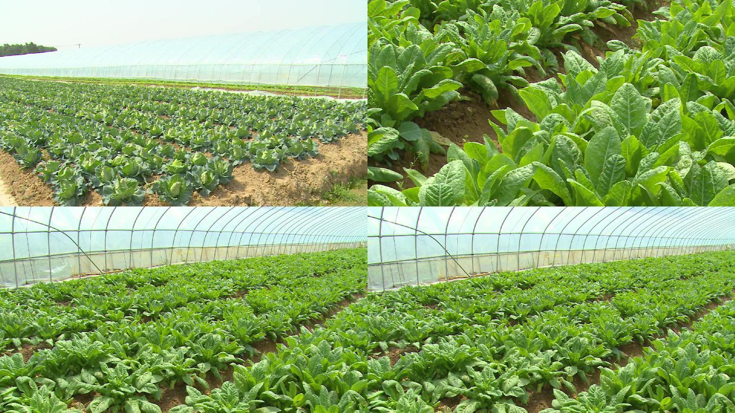 大棚植物蔬菜農業農場現代農業