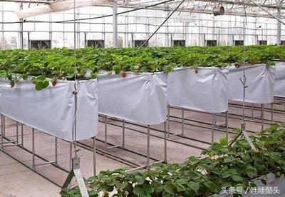 給農業大棚種植戶朋友一封信:政策扶持、農作物選擇和農作物銷路