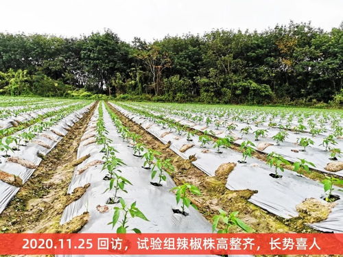 歷時4個月,海南8大種植基地4大作物最新種植實驗報告