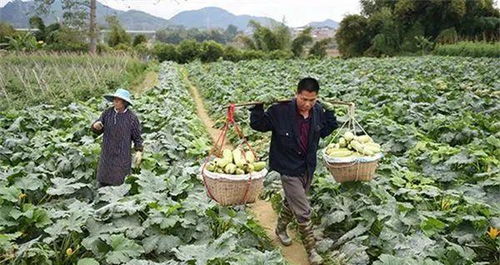 僅1個(gè)月4元跌到6毛,農(nóng)民越賣(mài)越難,商販不敢多收,要爛市