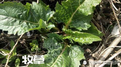 懶人 適合種植什么作物,既省事又賺錢(qián),要因地制宜