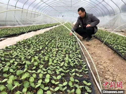 科技特派員扎根三秦大地 田間地頭 把脈開(kāi)方