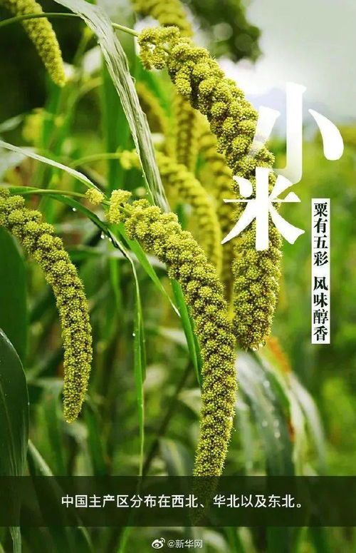中國(guó)農(nóng)民豐收節(jié) 一起來(lái)看中國(guó)主要農(nóng)作物的種植分布