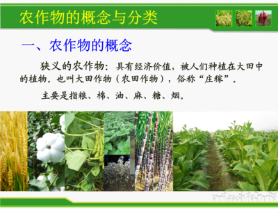 農(nóng)作物的分類(lèi).ppt