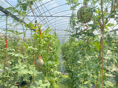 尚果園大棚內使用綠色防控技術種植的瓜果。受訪單位供圖
