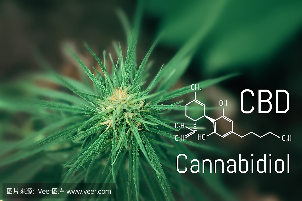 醫(yī)用大麻和大麻二酚CBD油的化學配方。種植高質(zhì)量的大麻產(chǎn)品。為治療目的使用大麻油的概念