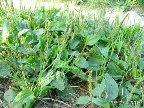 農(nóng)村4種作物全砍 2021年禁止播種 一旦發(fā)現(xiàn)可能會(huì)罰款