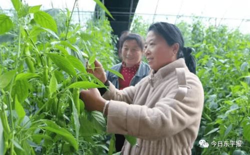 滿滿 她力量 點(diǎn)贊東平巾幗創(chuàng)業(yè)致富帶頭人