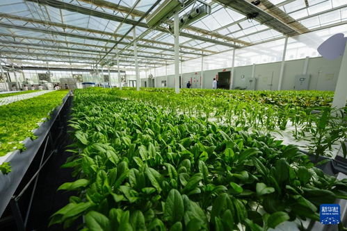 對(duì)口援疆助力戈壁興建智慧農(nóng)業(yè)植物工廠