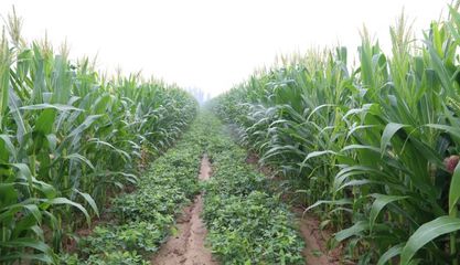 【農(nóng)業(yè)地理】農(nóng)作物的種植方式,為何如此重要?高考地理常考點(diǎn)分析: 土壤問(wèn)題